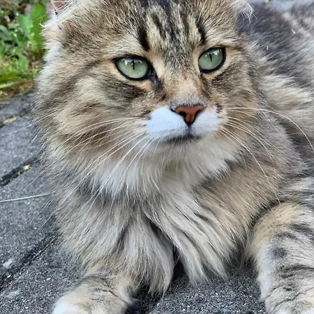 Apartment Lesny Dwor *