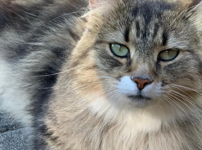 Lesny Dwor * Długopole-Zdrój