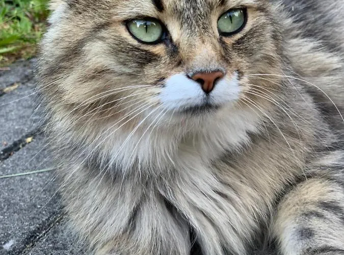 Apartman Lesny Dwor *