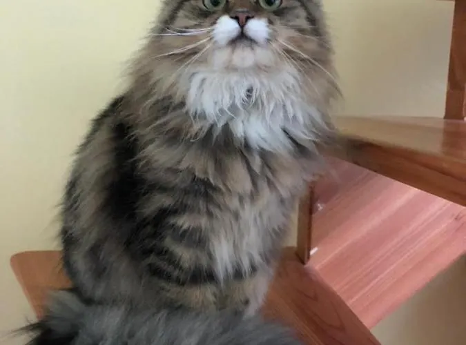 Lesny Dwor Apartment Dlugopole-Zdroj